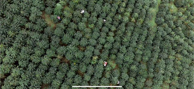 EL DESPERTADOR Café de Spécialité Colombien