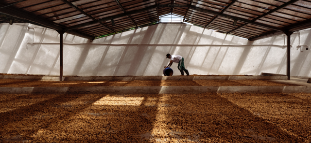 EL DESPERTADOR Café de Spécialité Colombien