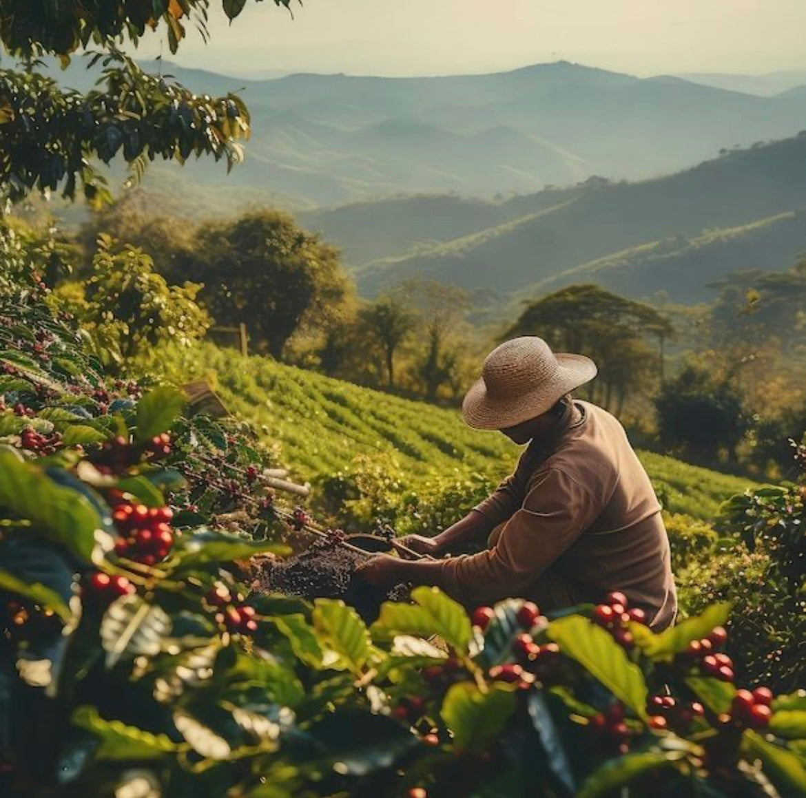 CAFE Réserve Nariño – Communauté Inga d'Aponte